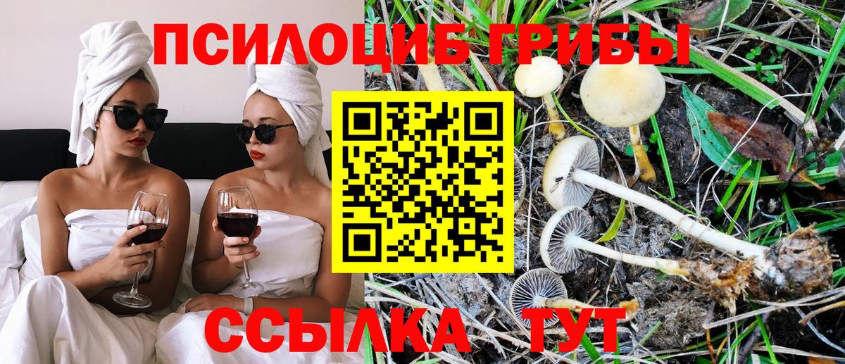 Красногорск  Галлюциногенные грибы прущие грибы  Вход с VPN 